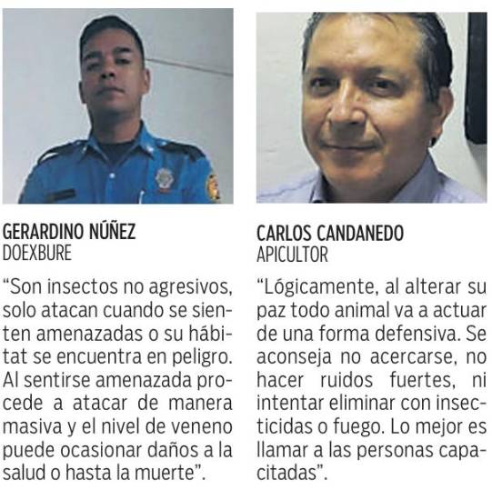 $!Abejas: útiles pero peligrosas