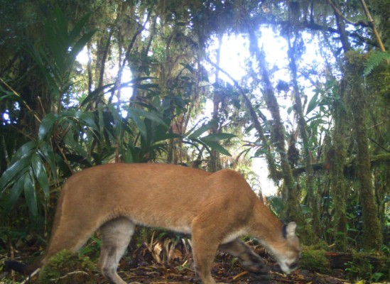 Captan a los 6 grandes felinos silvestres de Panamá en el PILA