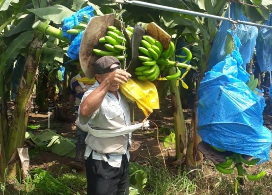 Este lunes enviarán el primer cargamento de banano producido en Barú