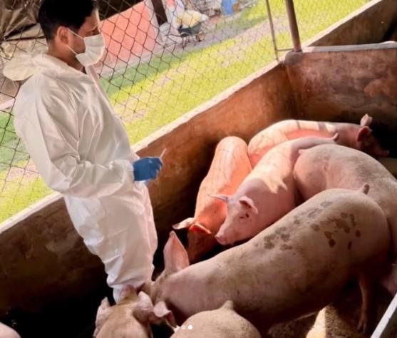 Las mascotas también sufrieron con el terremoto y las réplicas