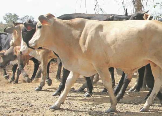 Crece sector productor de carne bovina en la región