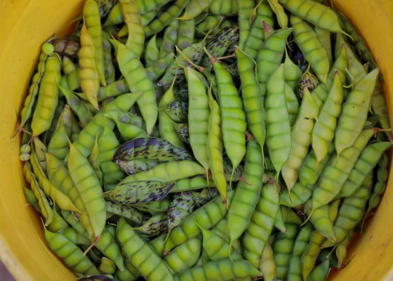 Guandú: grano muy nutricional