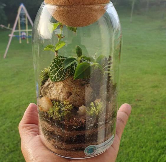 ¡Mini jardines para el hogar y la oficina!