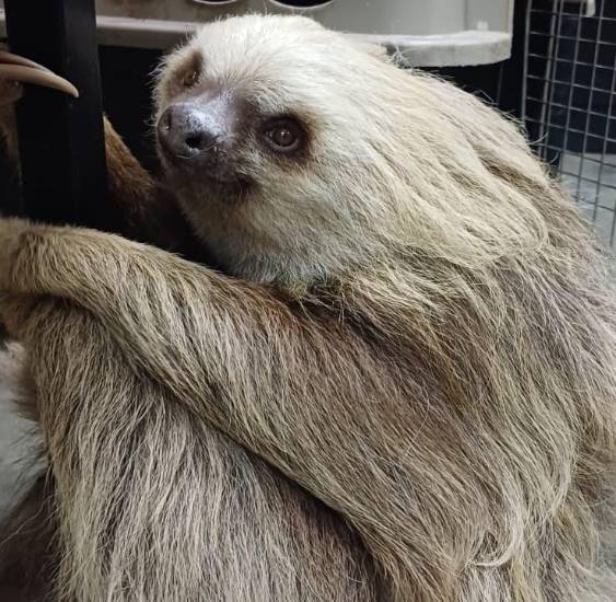 Panamá, Costa Rica y Brasil proponen control internacional para el comercio de perezosos de dos dedos