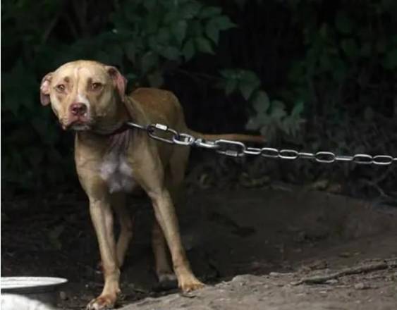 Cortesía Alcaldía de Panamá | Un perro se mantiene amarrado con una cadena muy apretada y pesada; acto que fue denunciado a las autoridades para rescatar al animal y aplicar sanciones.