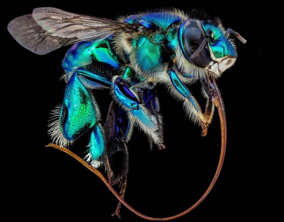 Científicos detectan por primera vez ADN de un parásito en una abeja silvestre de Panamá
