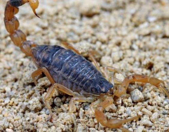 Los secretos del veneno del escorpión Tityus championi