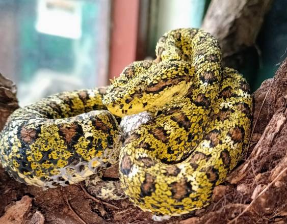 Mario Urriola | Víbora de Pestañas (Bothriechis nigroadspersus) amarilla con negro y marrón.