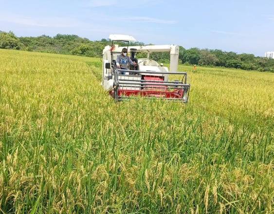 Arroceros bajo presión por consumo creciente y El Niño