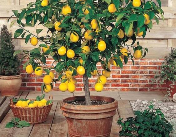 Cortesía | Plantón de limón Meyer, cultivado por el emprendedor.