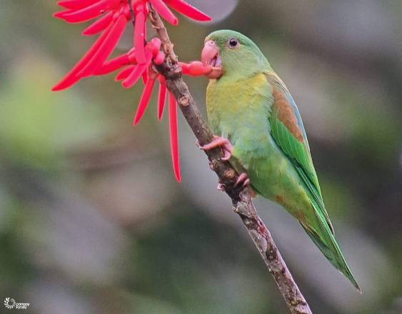 Cortesía | Un Periquito pequeño que se caracteriza por su plumaje de color verde.