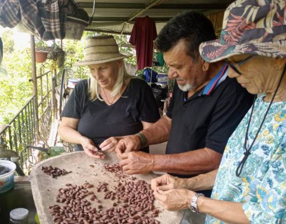 ML | Cultivo de cacao.