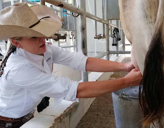 @eledenpanama | Actividad de ordeñar una vaca.