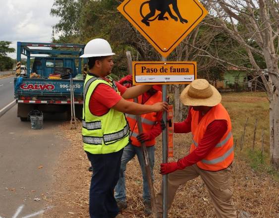 ML | Instalan pasos de fauna silvestre para proteger a los monos aulladores.