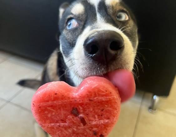 Cortesía | Un perro comiendo paleta a base de yogurt griego.