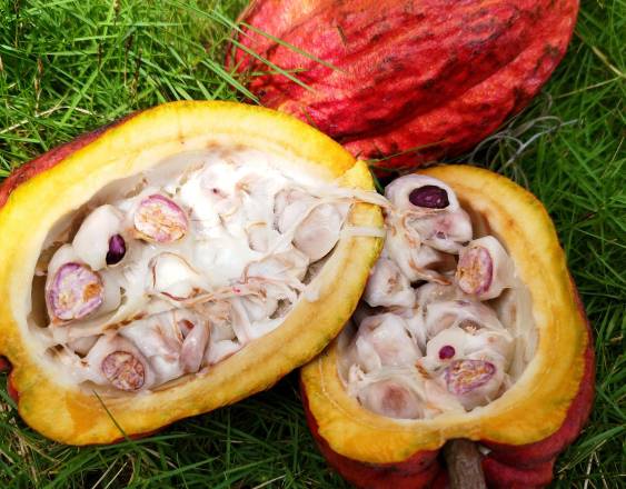 PEXELS | Dos frutos de cacao, uno abierto y otro cerrado.
