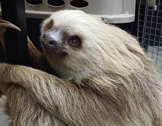 Panamá, Costa Rica y Brasil proponen control internacional para el comercio de perezosos de dos dedos