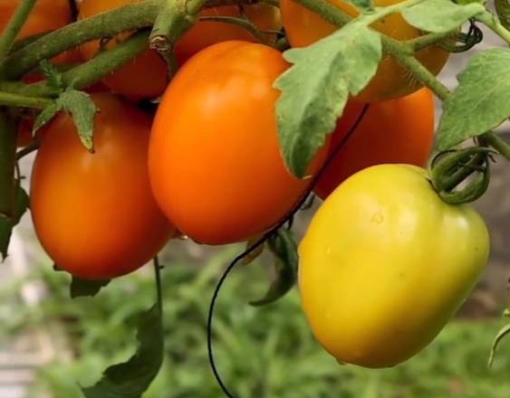 Cortesía | Unos tomates cultivados en el huerto de Leslie Rowe.