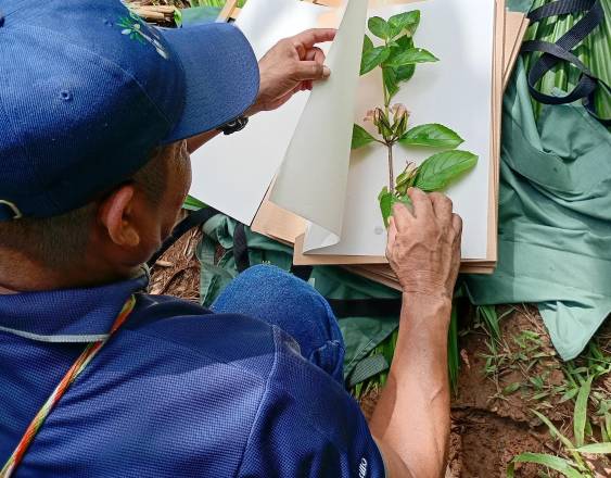 Cortesía | Investigador identifica especies medicinales en campo.