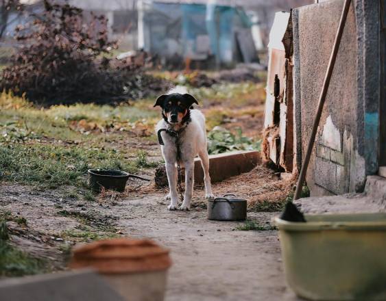 Pexels | Un perro amarrado y abandonado bajo el sol, afuera de una casa, sin comida ni agua