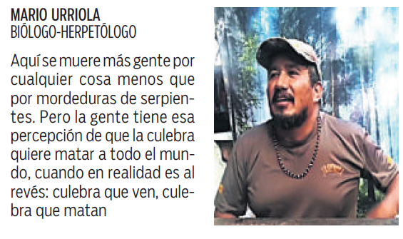 $!Los secretos de la víbora de pestañas, guardiana de bosques