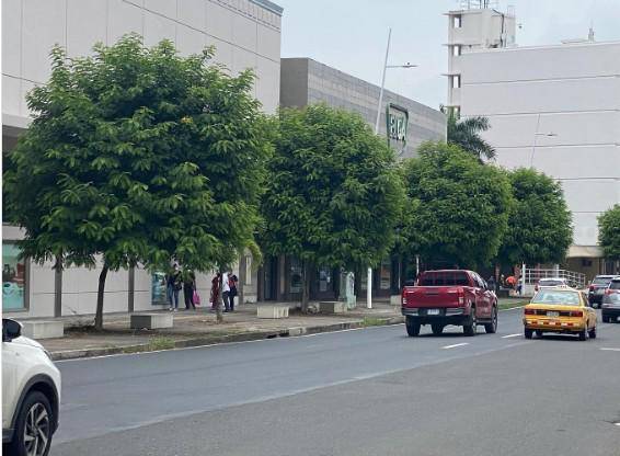 MOP presentará los resultados del censo sobre los árboles en Vía España