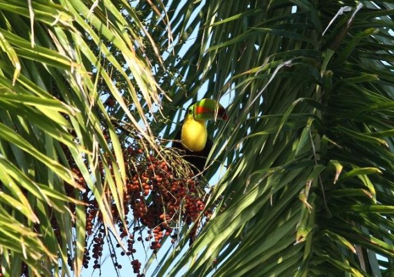 Hermosas aves embellecen la Ciudad de Panamá