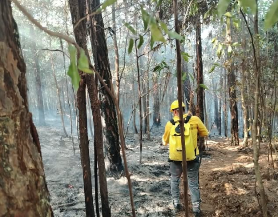 ML | Reserva Forestal La Yeguada.