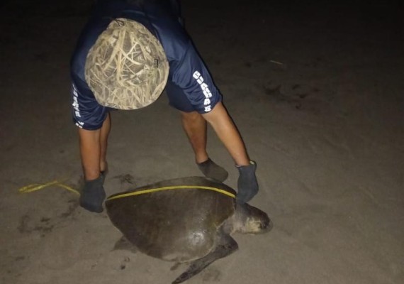 Cerca de 3,000 tortugas marinas llegan a desovar a Los Santos