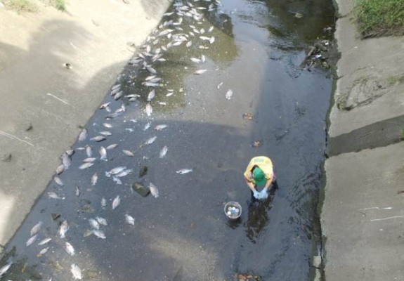 MiAmbiente investiga mortandad de peces en Río Abajo y Aguadulce
