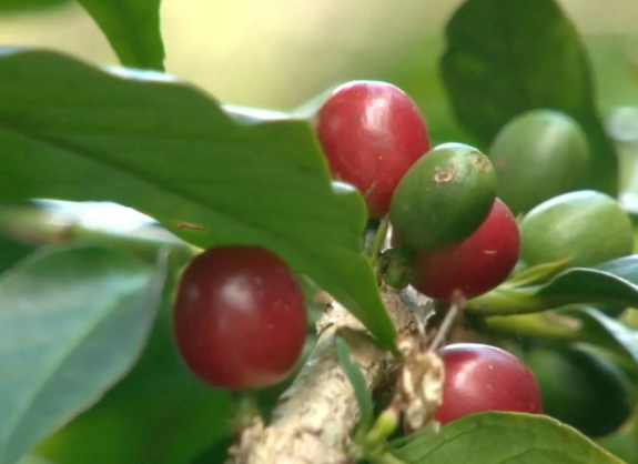 Presentan el Plan Café con robusta mejorado para impulsar la productividad