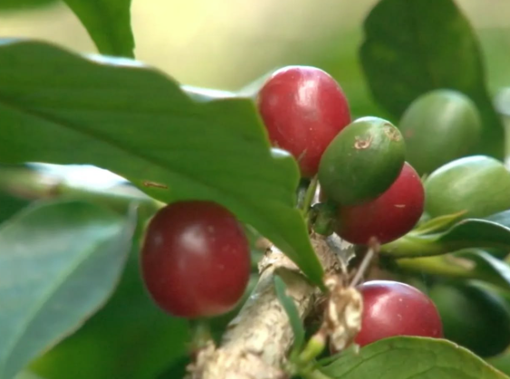 ML | Café con la variedad robusta mejorado.