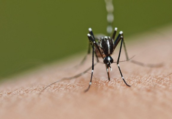 MINSA confirma mil 220 casos de dengue a nivel nacional