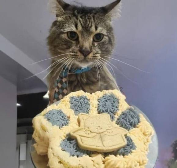 Snacks para mascotas, emprendimiento que promueve la alimentación saludable