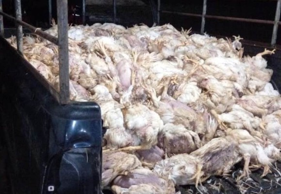 La Chorrera: 60,000 pollos mueren en una finca por afectación del suministro eléctrico
