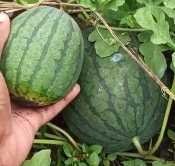 “La Huerta del Negro”, emprendimiento que impulsa la agricultura en Bocas Toro