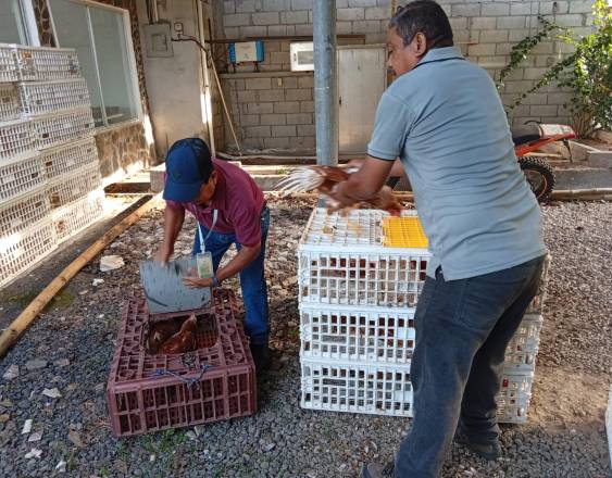 ML | Entrega de gallinas ponedoras.