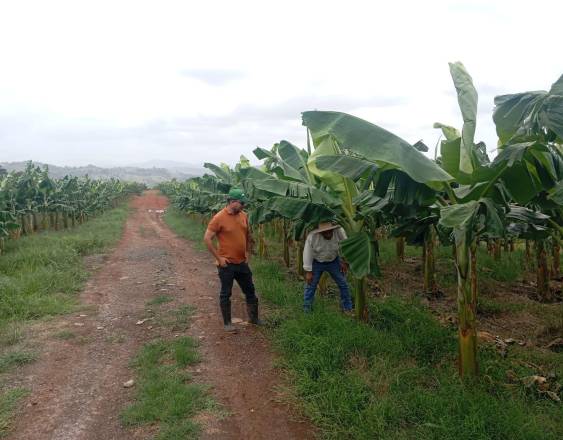 MIDA | Evalúan la producción de plátanos en una finca.
