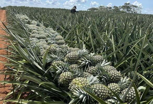 Piña y jengibre panameños llegan al mercado europeo