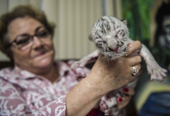 Nieve en Nicaragua: nace tigresa blanca en cautiverio