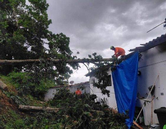 SINAPROC | Personal del Sinaproc asistiendo una caída de árbol en Colón.