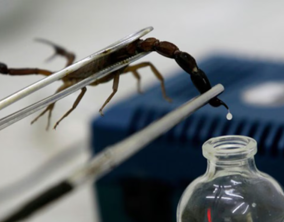 Freepik | Un especialista realiza un estudio a un alacrán dentro de un laboratorio científico.