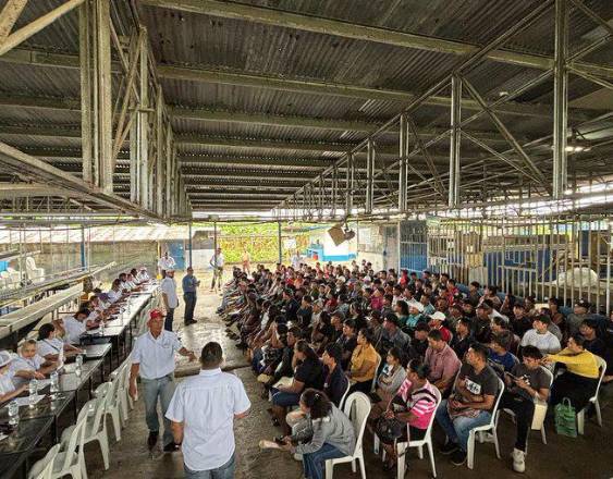 Al menos 5 mil bocatoreños buscan trabajo en empresa bananera