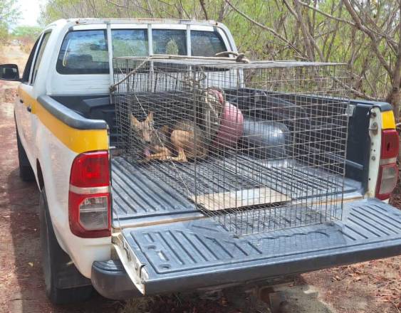 Cortesía | El Coyote capturado.