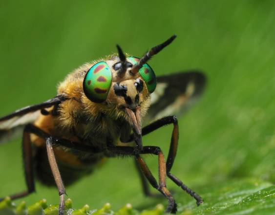 Pexels | Una abeja posando en una rama.