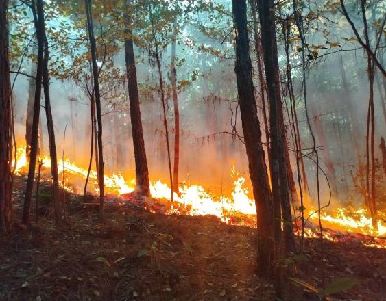ML | Incendio en la Reserva Forestal La Yeguada.