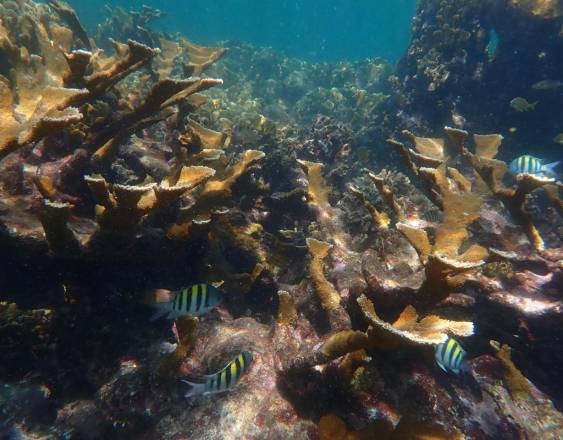 Aprueban por insistencia la ley que modifica la protección de los corales