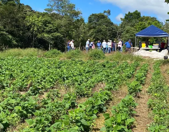 ML | Productores de poroto en Bugaba.
