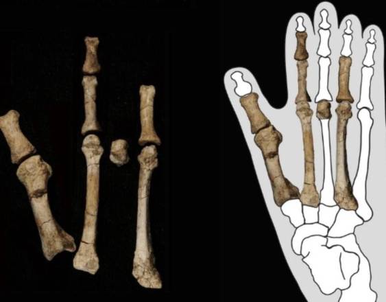 Un pie fosilizado hallado en Etiopía arroja luz sobre un contemporáneo de Lucy