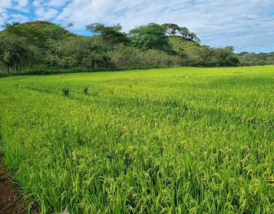 Cortesía | Un campo sembrado con arroz en el interior del país.